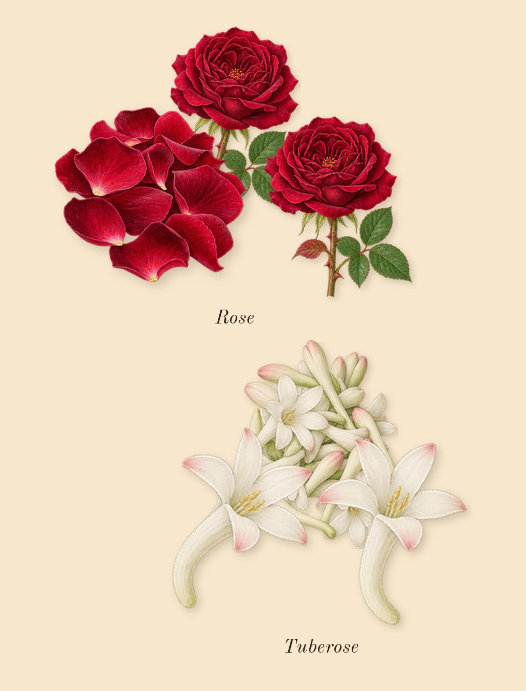 Wind Flowers, heart: Tuberose, Rose