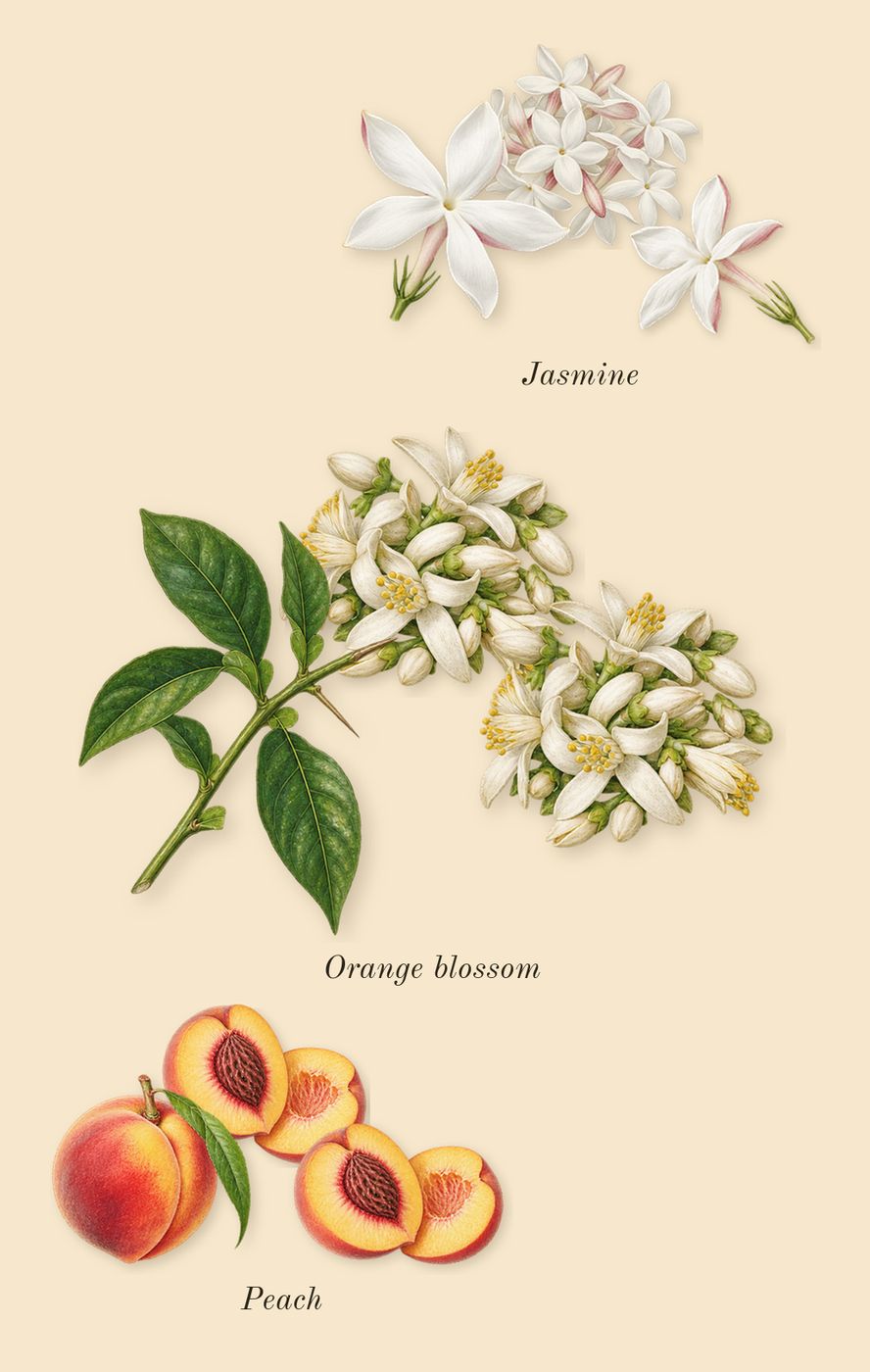 Wind Flowers, top notes: Jasmine, Orange blossom, Peach