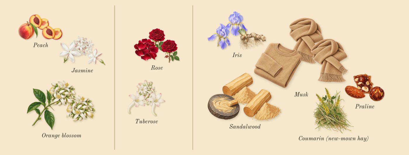 Wind Flowers’s scent picture, a draft: jasmine, orange blossom, peach, tuberose, rose, iris drawn so far; dashed outlines where nothing is drawn yet