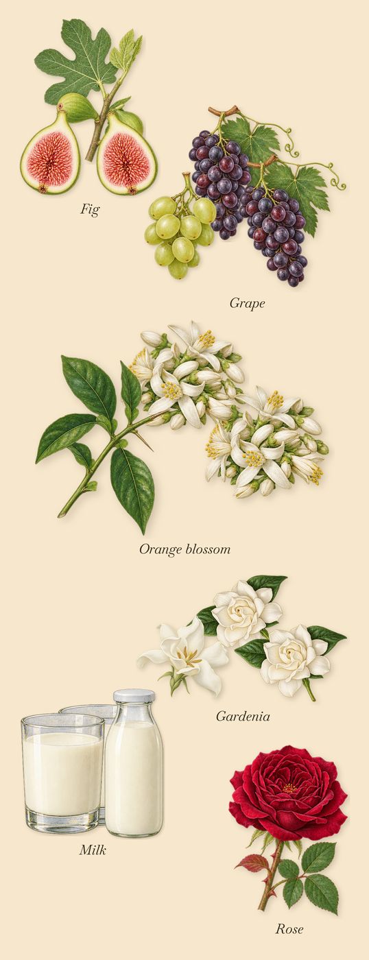 Debaser in Bloom, as it settles: Fig, Gardenia, Milk, Orange blossom, Grape, Rose