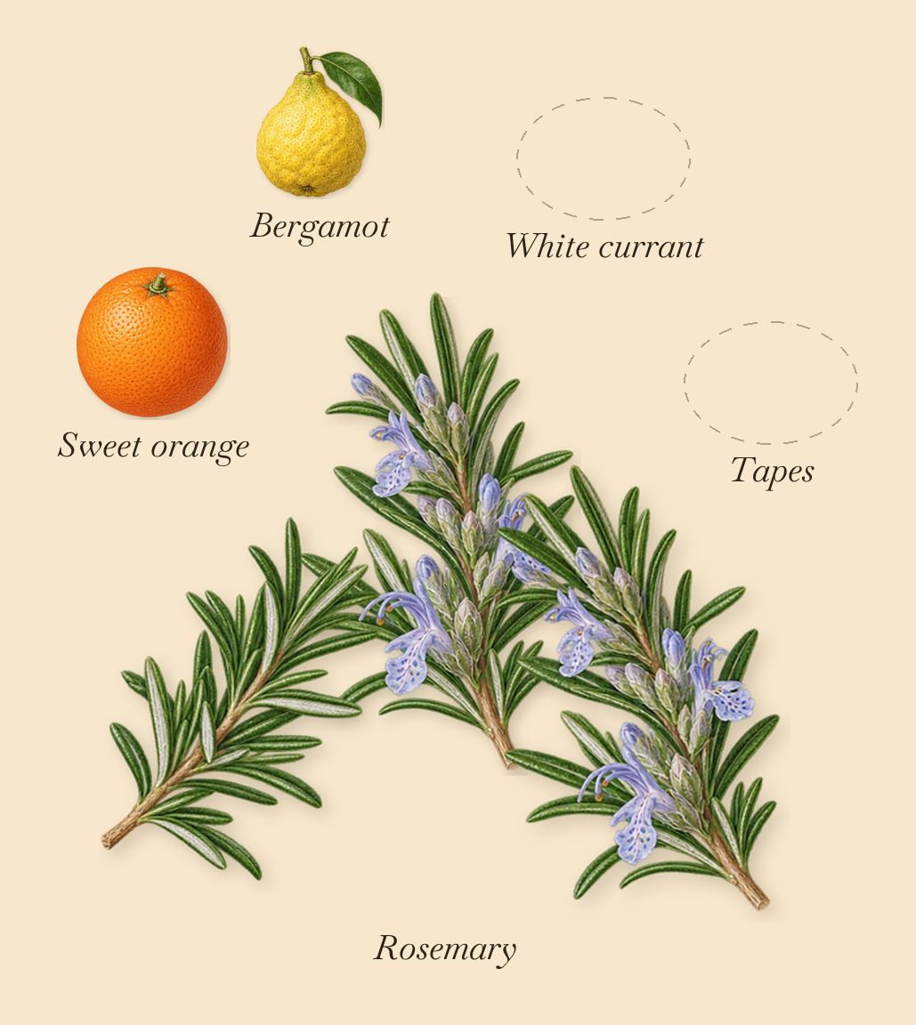 Debaser in Bloom, when you spray it: White currant, Rosemary, Tapes, Bergamot, Sweet orange