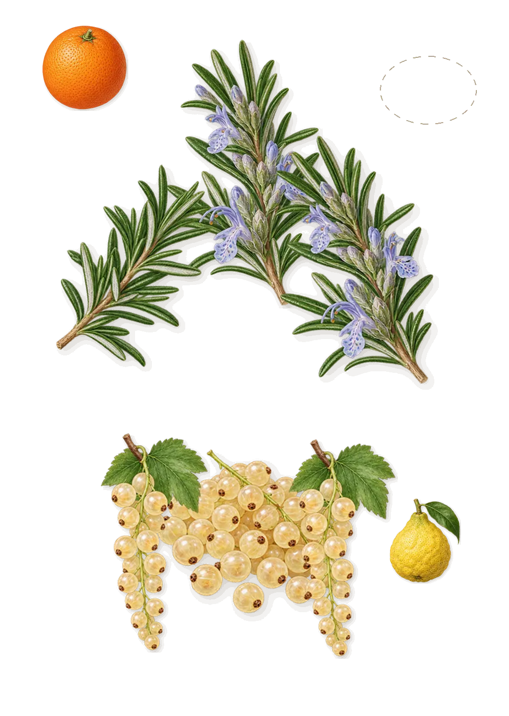 Debaser in Bloom, when you spray it: White currant, Rosemary, Tapes, Bergamot, Sweet orange