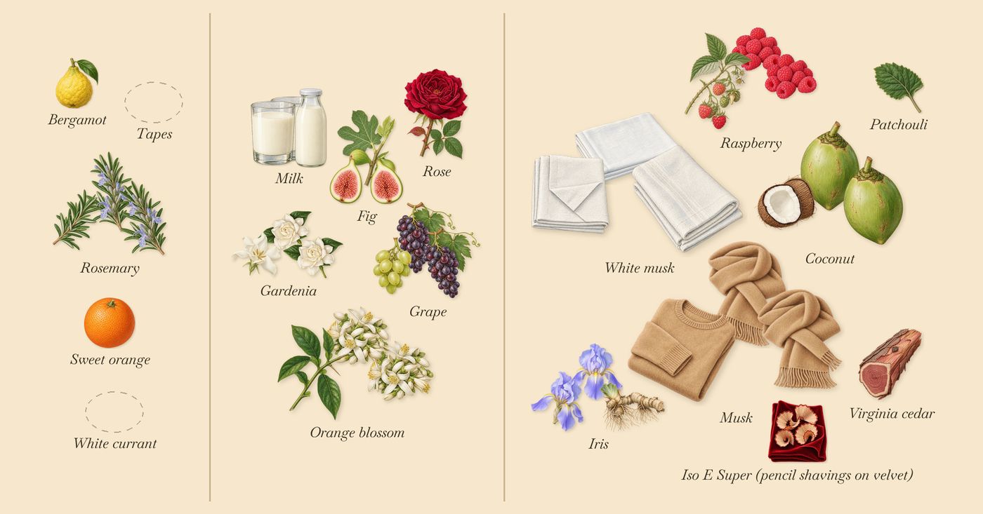 Debaser in Bloom’s scent picture, a draft: rosemary, fig, gardenia, milk, musk, coconut drawn so far; dashed outlines where nothing is drawn yet