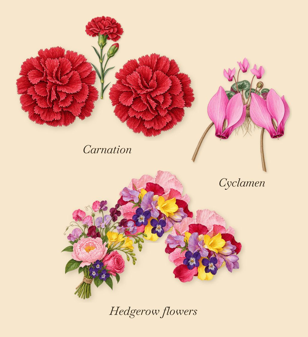 Grey Blazer, as it settles: Hedgerow flowers, Cyclamen, Carnation