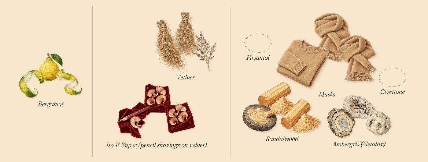 I Don't Know What’s scent picture, a draft: bergamot, iso e super (pencil shavings on velvet), vetiver, ambergris (cetalox), musks, sandalwood drawn so far; dashed outlines where nothing is drawn yet