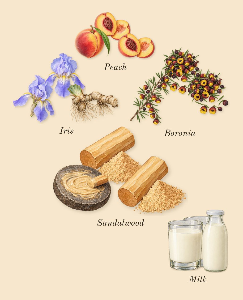 Radio Bombay, heart: Sandalwood, Iris, Boronia, Milk, Peach