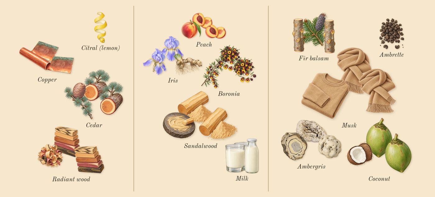 Radio Bombay’s scent picture, a draft: radiant wood, copper, cedar, sandalwood, iris, boronia drawn so far; dashed outlines where nothing is drawn yet