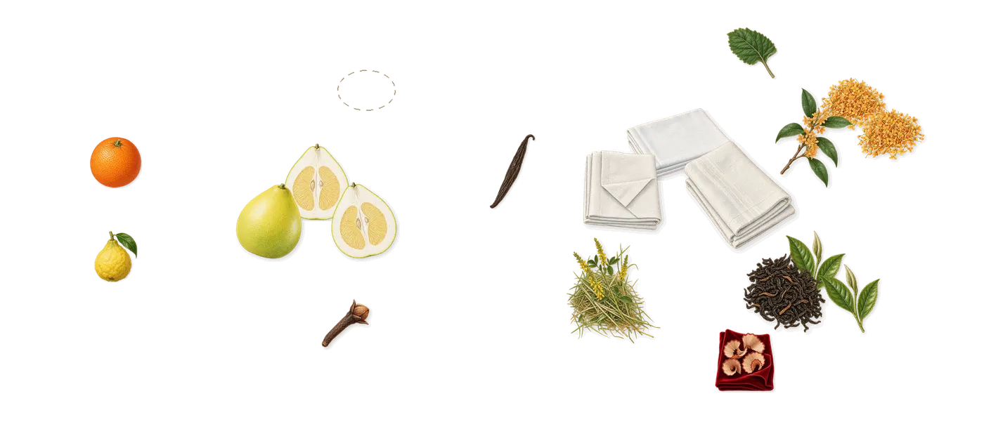 Pomelo Oolong’s scent picture, a draft: tea, pomelo, osmanthus, white musk, sweet orange, bergamot drawn so far; dashed outlines where nothing is drawn yet