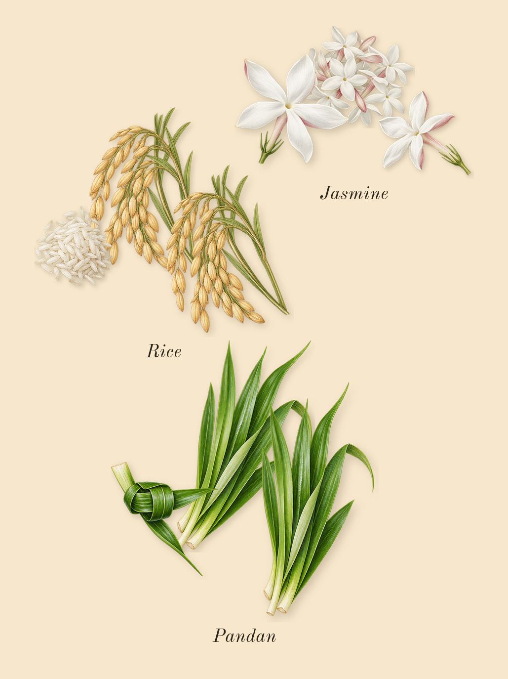 White Rice, heart: Rice, Pandan, Jasmine