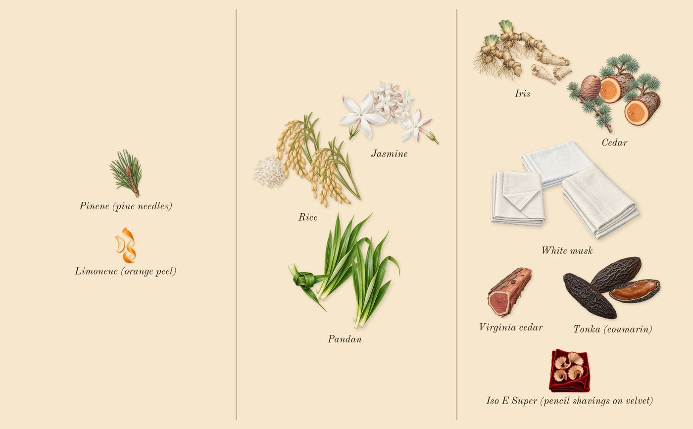 White Rice’s scent picture, a draft: rice, pandan, iris, jasmine, tonka (coumarin), white musk drawn so far; dashed outlines where nothing is drawn yet