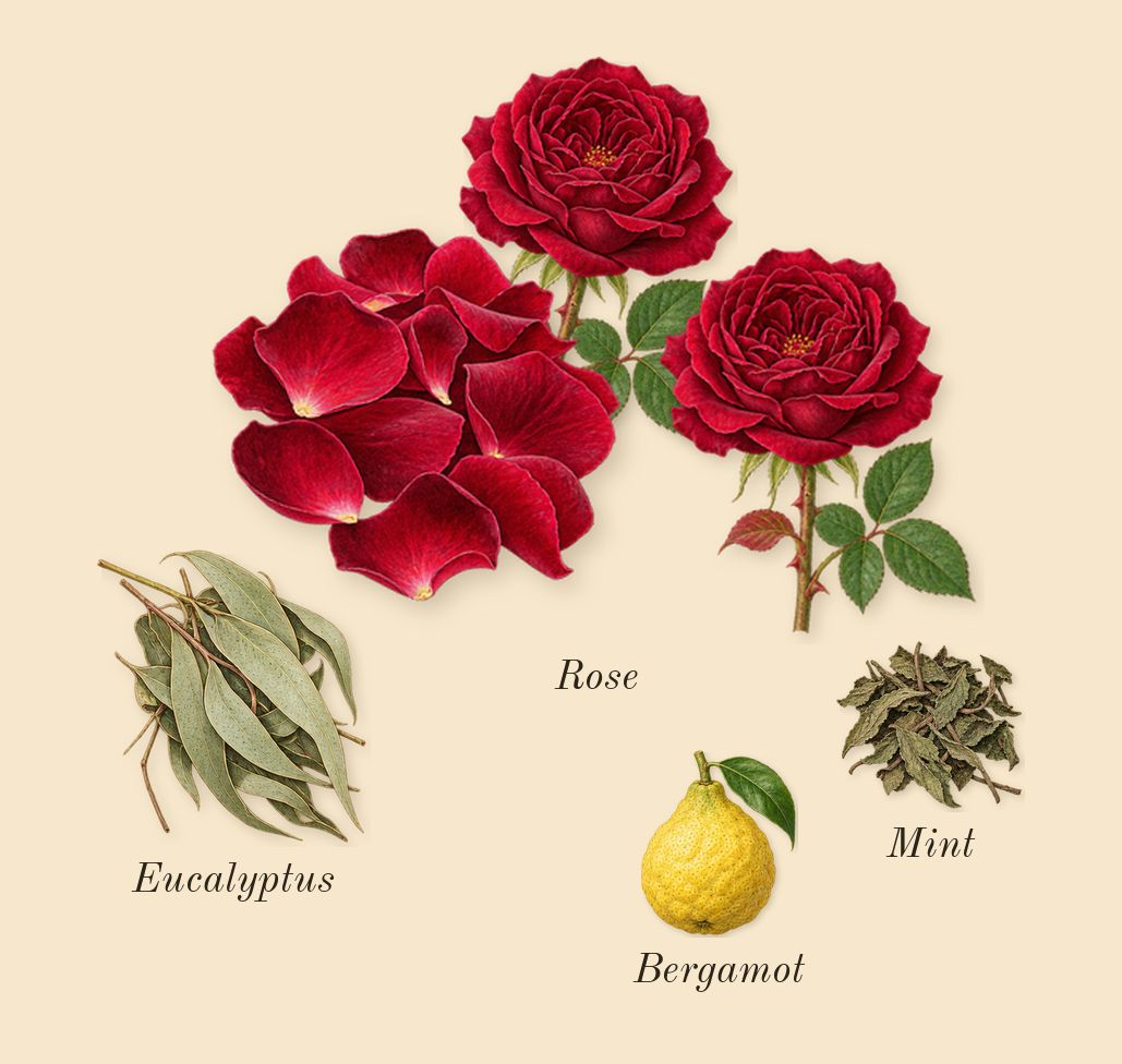 Cool Elixir for Men, top notes: Rose, Bergamot, Mint, Eucalyptus