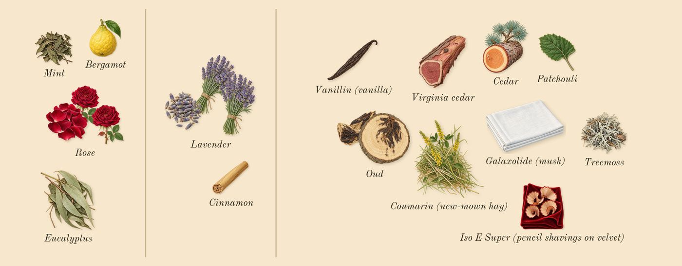 Cool Elixir for Men’s scent picture, a draft: rose, lavender, oud, bergamot, patchouli, virginia cedar drawn so far; dashed outlines where nothing is drawn yet
