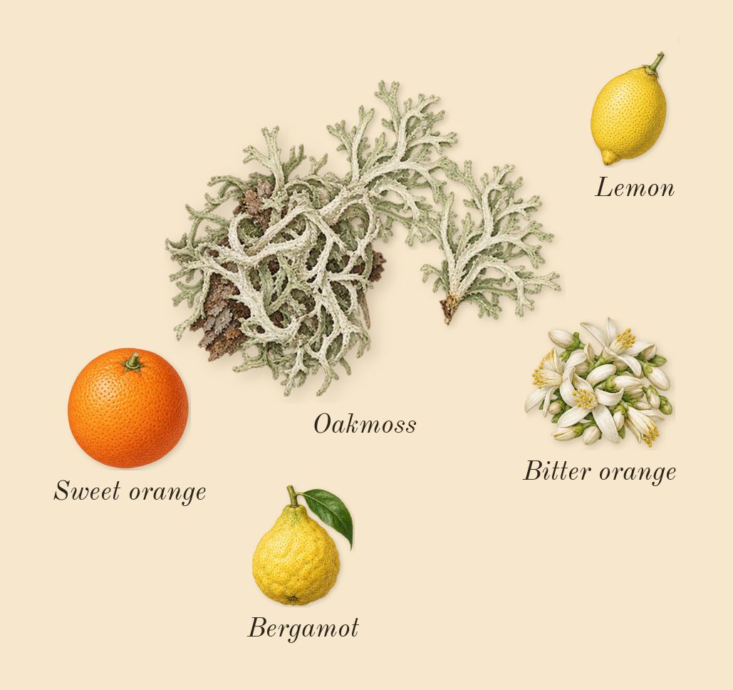 Cool Elixir for Women, top notes: Oakmoss, Bergamot, Lemon, Sweet orange, Bitter orange
