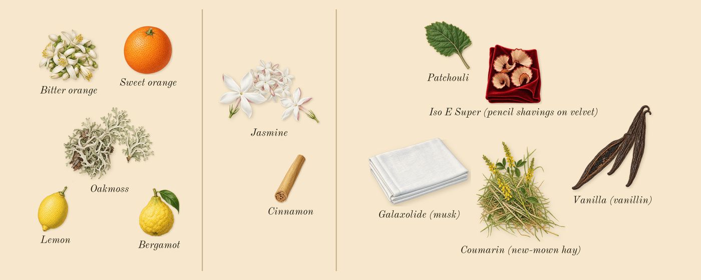 Cool Elixir for Women’s scent picture, a draft: oakmoss, jasmine, vanilla (vanillin), bergamot, lemon, sweet orange drawn so far; dashed outlines where nothing is drawn yet