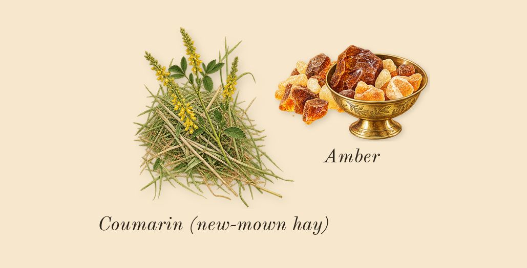 Cool Water Intense, dry-down: Amber, Coumarin (new-mown hay)