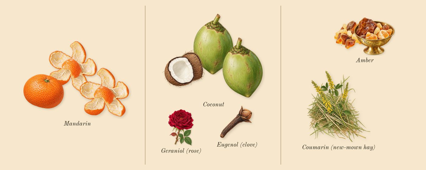 Cool Water Intense’s scent picture, a draft: mandarin, coconut, amber, coumarin (new-mown hay), geraniol (rose), eugenol (clove) drawn so far; dashed outlines where nothing is drawn yet