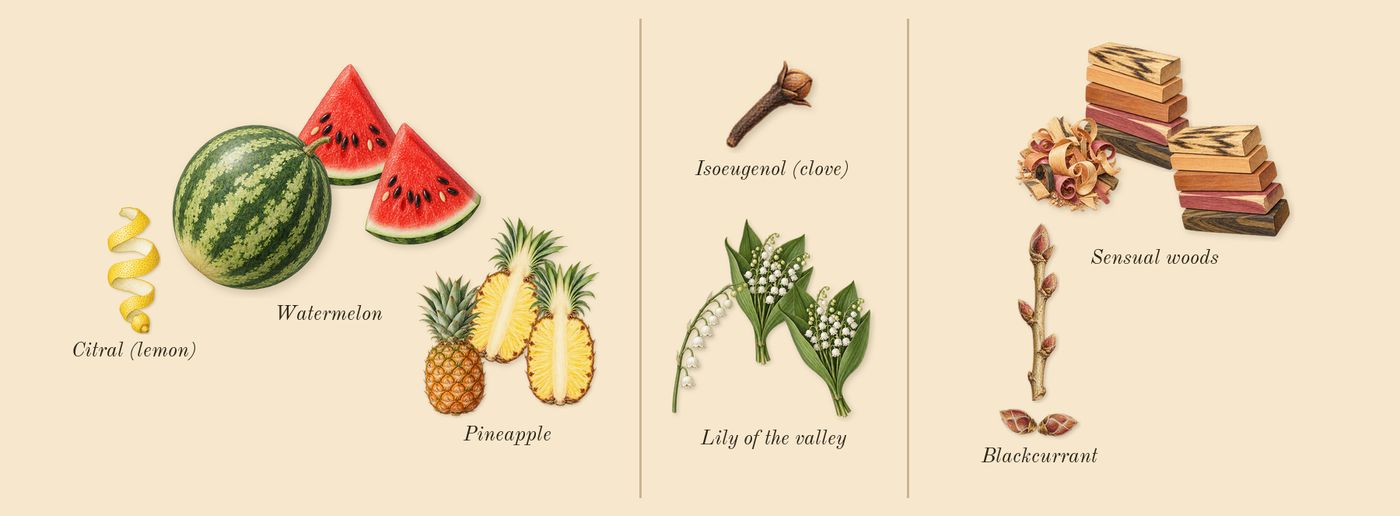 Cool Water Woman’s scent picture, a draft: watermelon, pineapple, lily of the valley, blackcurrant, sensual woods, citral (lemon) drawn so far; dashed outlines where nothing is drawn yet