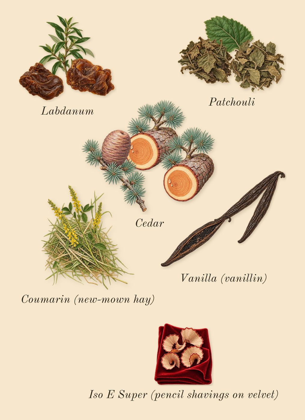 Decision 42, dry-down: Patchouli, Cedar, Vanilla (vanillin), Labdanum, Iso E Super (pencil shavings on velvet), Coumarin (new-mown hay)