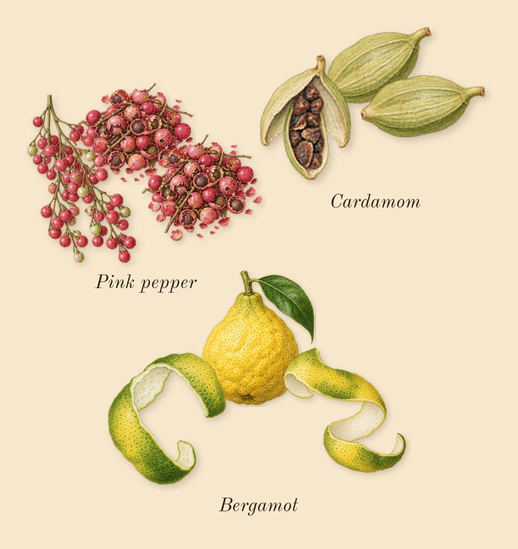 Decision, top notes: Pink pepper, Bergamot, Cardamom