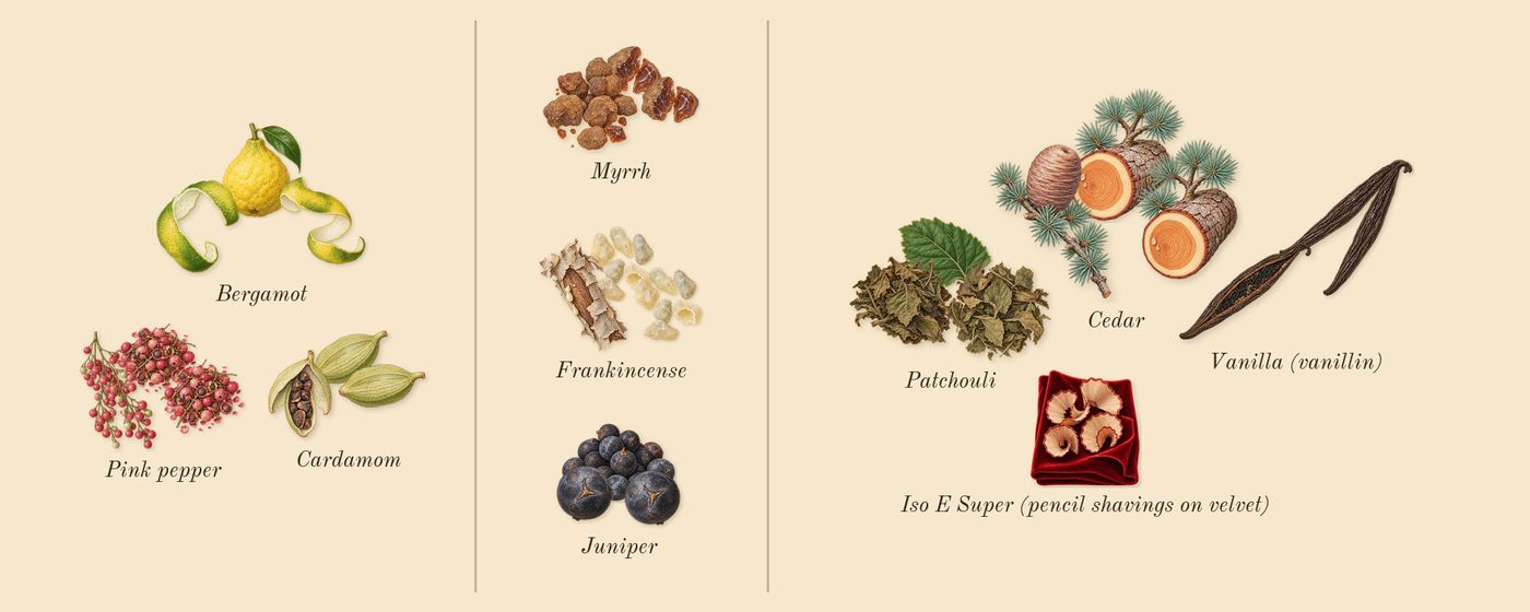 Decision’s scent picture, a draft: pink pepper, bergamot, cardamom, frankincense, juniper, myrrh drawn so far; dashed outlines where nothing is drawn yet