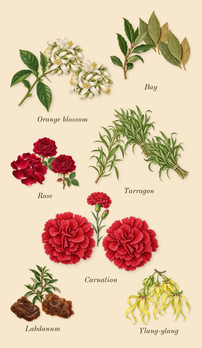 Dia 40 Woman, heart: Rose, Orange blossom, Carnation, Ylang-ylang, Labdanum, Bay, Tarragon