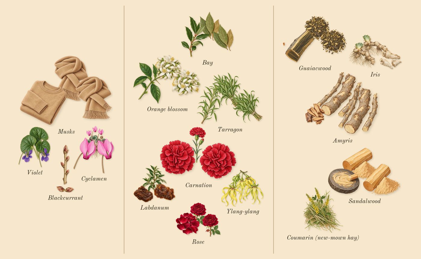 Dia 40 Woman’s scent picture, a draft: cyclamen, musks, blackcurrant, violet, rose, orange blossom drawn so far; dashed outlines where nothing is drawn yet