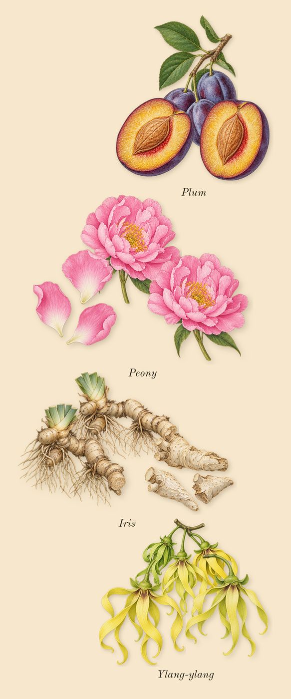 Dia Man, heart: Plum, Ylang-ylang, Iris, Peony