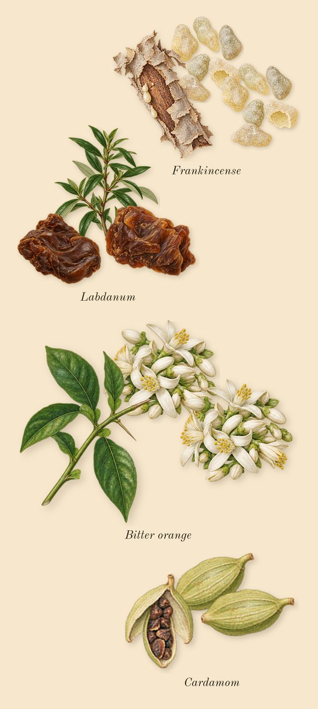 Dia Man, top notes: Bitter orange, Cardamom, Frankincense, Labdanum