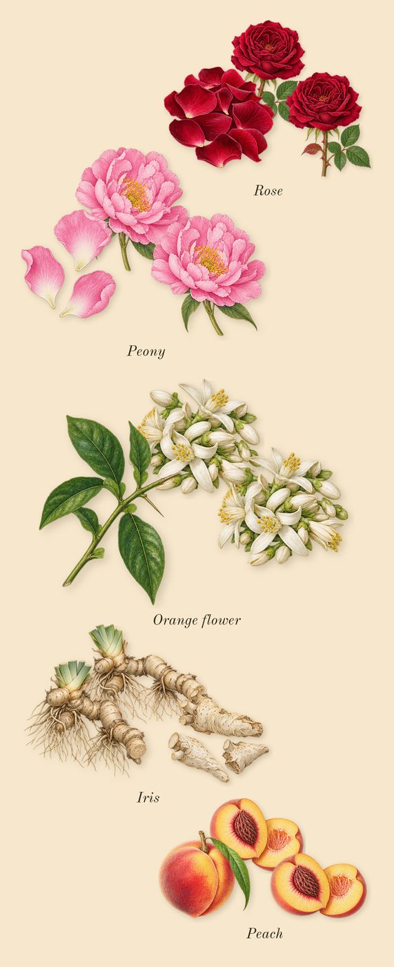 Dia Woman, heart: Peach, Rose, Orange flower, Peony, Iris