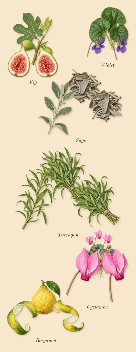Dia Woman, top notes: Fig, Cyclamen, Bergamot, Tarragon, Sage, Violet