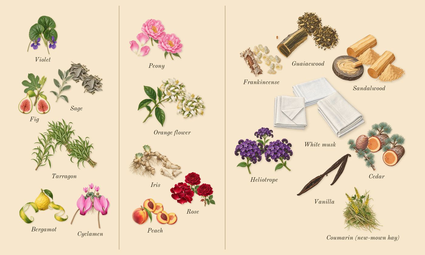 Dia Woman’s scent picture, a draft: fig, cyclamen, bergamot, tarragon, sage, violet drawn so far; dashed outlines where nothing is drawn yet