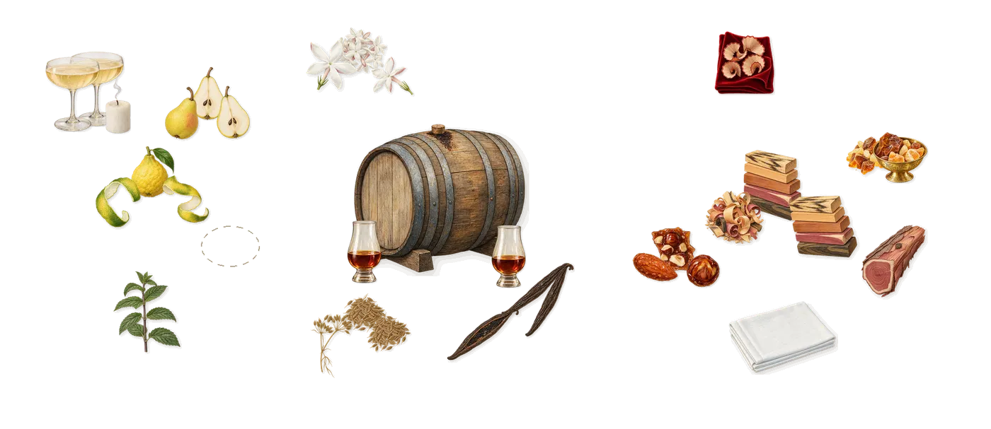 Only Desire’s scent picture, a draft: bergamot, aldehydes, pear, cumin, vanilla (vanillin), jasmine drawn so far; dashed outlines where nothing is drawn yet