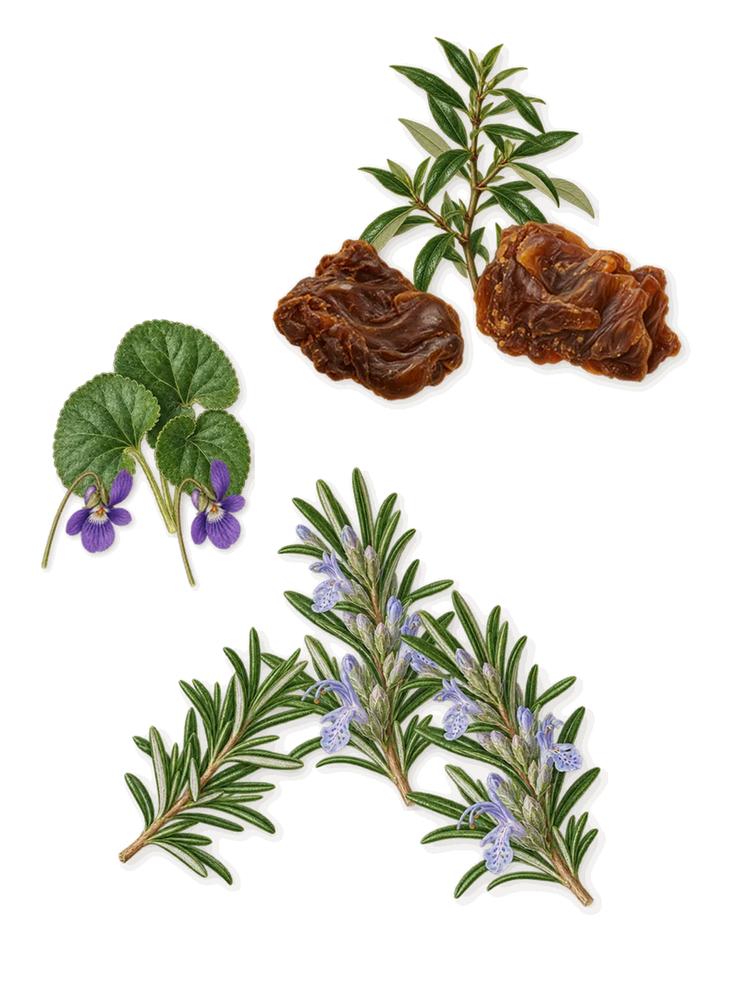 Only The Brave, as it settles: Labdanum, Violet, Rosemary