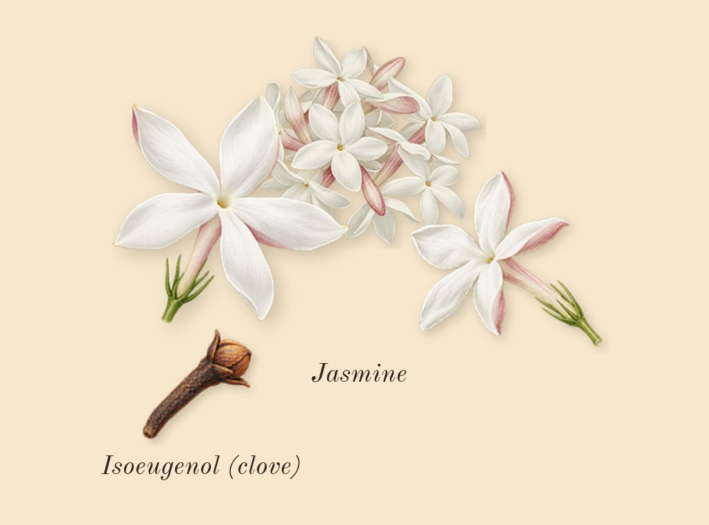 Addict, heart: Jasmine, Isoeugenol (clove)
