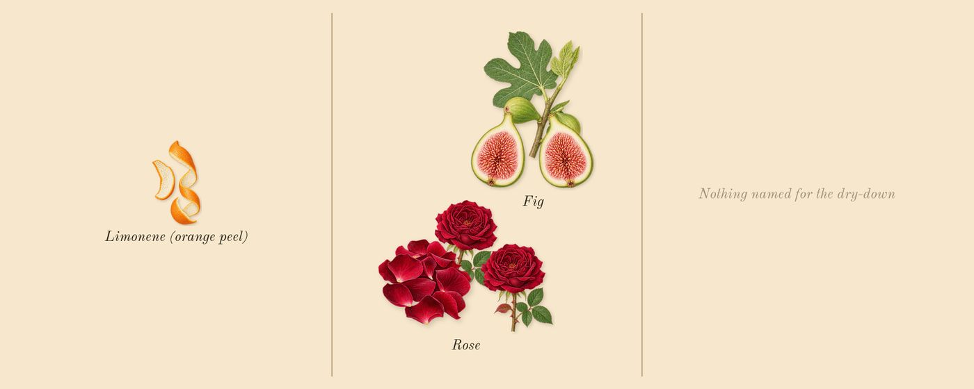 Dioriviera’s scent picture, a draft: fig, rose, limonene (orange peel) drawn so far; dashed outlines where nothing is drawn yet