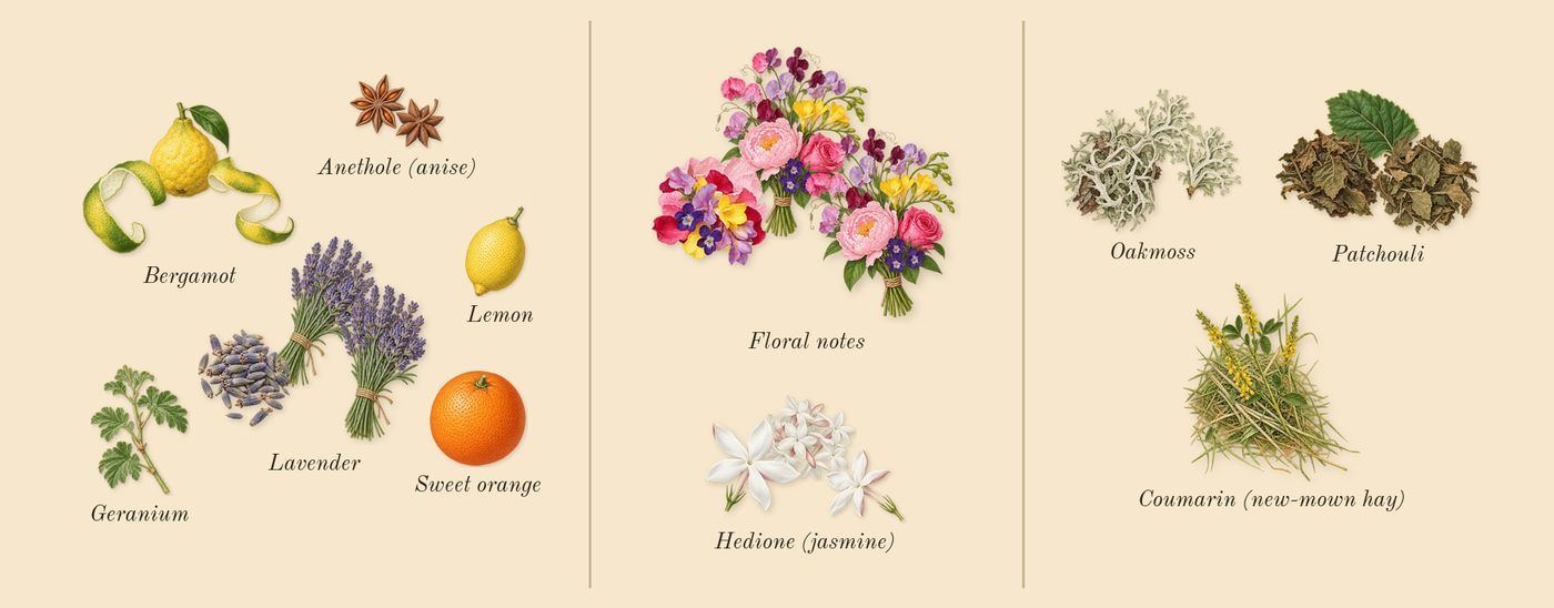 Eau Sauvage’s scent picture, a draft: bergamot, hedione (jasmine), lavender, floral notes, oakmoss, patchouli drawn so far; dashed outlines where nothing is drawn yet