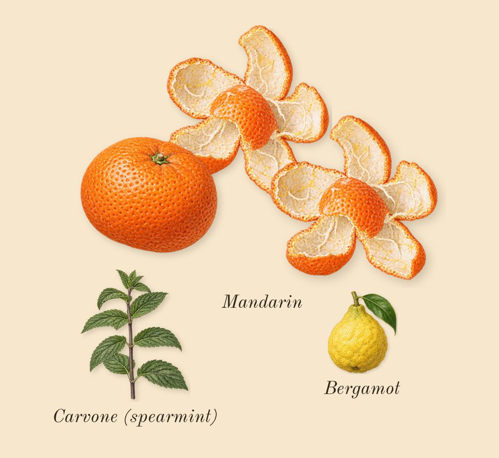 Fahrenheit, top notes: Mandarin, Bergamot, Carvone (spearmint)