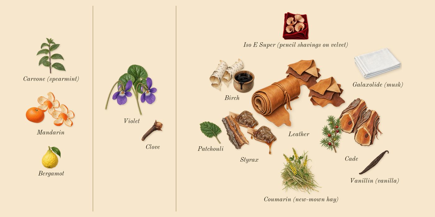 Fahrenheit’s scent picture, a draft: mandarin, violet, leather, birch, styrax, cade drawn so far; dashed outlines where nothing is drawn yet