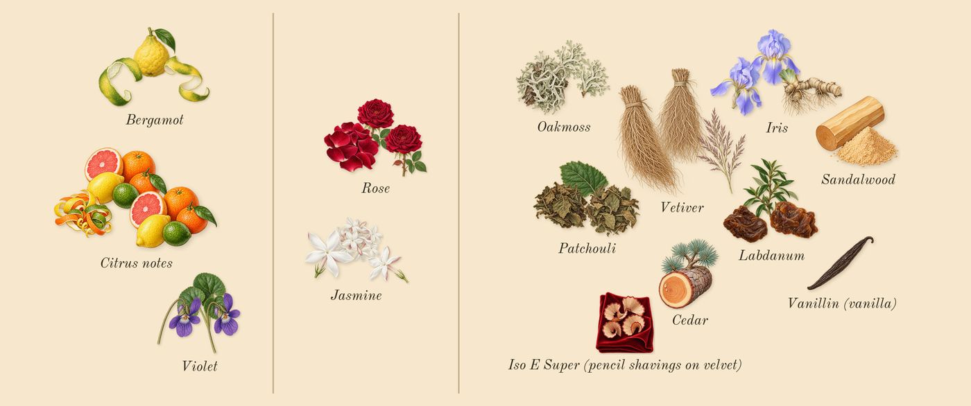 Gris Dior’s scent picture, a draft: citrus notes, rose, violet, oakmoss, bergamot, iris drawn so far; dashed outlines where nothing is drawn yet