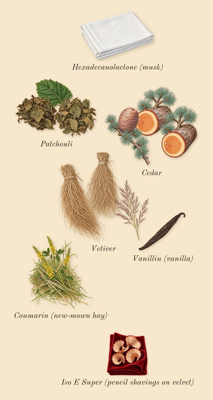 Homme, dry-down: Cedar, Patchouli, Vetiver, Iso E Super (pencil shavings on velvet), Coumarin (new-mown hay), Vanillin (vanilla), Hexadecanolactone (musk)