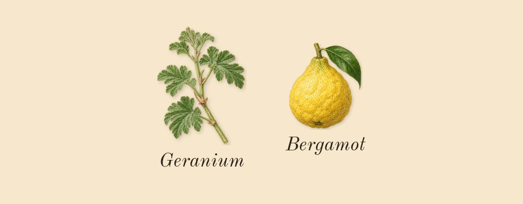 Homme, top notes: Bergamot, Geranium
