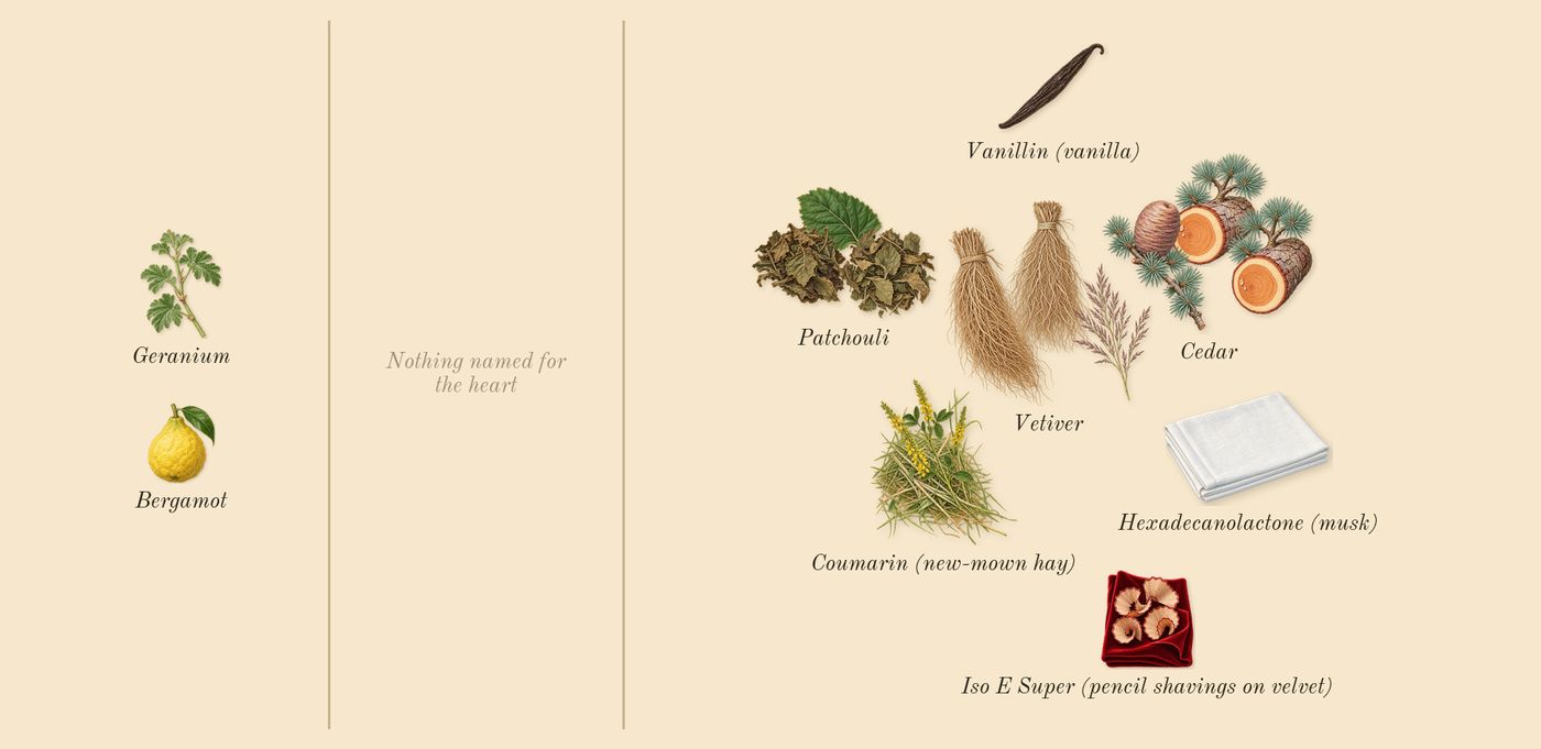 Homme’s scent picture, a draft: cedar, patchouli, vetiver, bergamot, geranium, iso e super (pencil shavings on velvet) drawn so far; dashed outlines where nothing is drawn yet