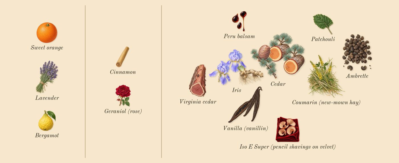 Homme Intense’s scent picture, a draft: iris, ambrette, cedar, vanilla (vanillin), bergamot, virginia cedar drawn so far; dashed outlines where nothing is drawn yet