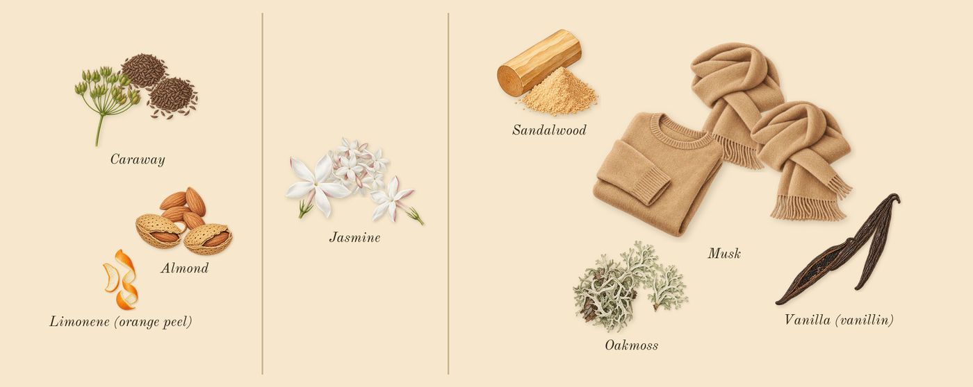 Hypnotic Poison’s scent picture, a draft: almond, jasmine, vanilla (vanillin), caraway, oakmoss, musk drawn so far; dashed outlines where nothing is drawn yet