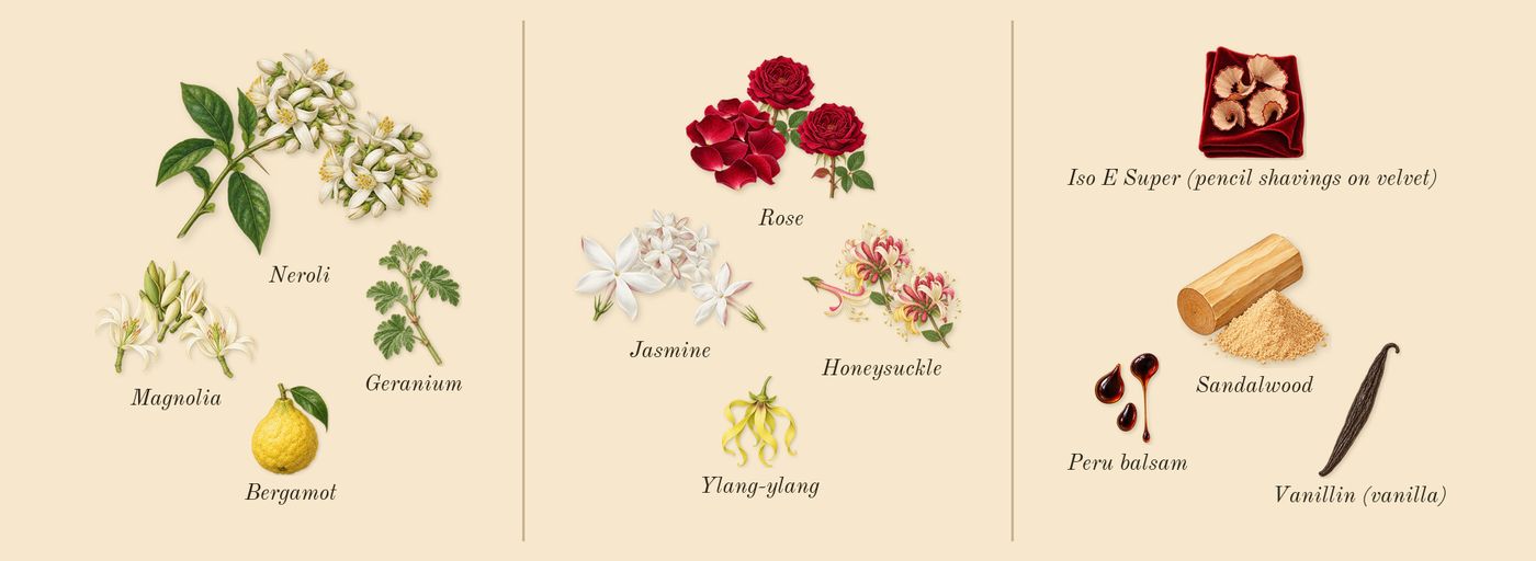 J'adore Parfum d'eau’s scent picture, a draft: neroli, jasmine, magnolia, rose, honeysuckle, bergamot drawn so far; dashed outlines where nothing is drawn yet