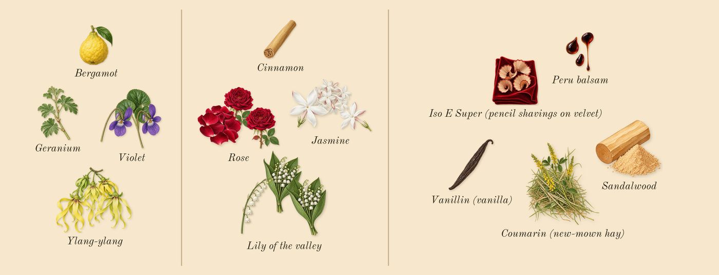 J'adore’s scent picture, a draft: ylang-ylang, rose, jasmine, violet, lily of the valley, bergamot drawn so far; dashed outlines where nothing is drawn yet