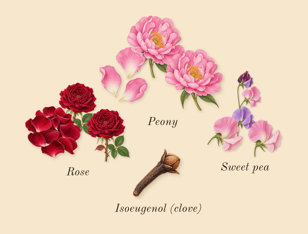 Miss Dior Blooming Bouquet, heart: Rose, Peony, Sweet pea, Isoeugenol (clove)