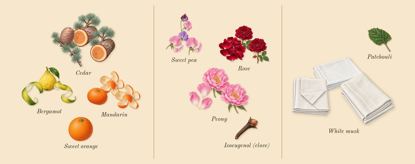 Miss Dior Blooming Bouquet’s scent picture, a draft: bergamot, rose, peony, white musk, cedar, sweet pea drawn so far; dashed outlines where nothing is drawn yet