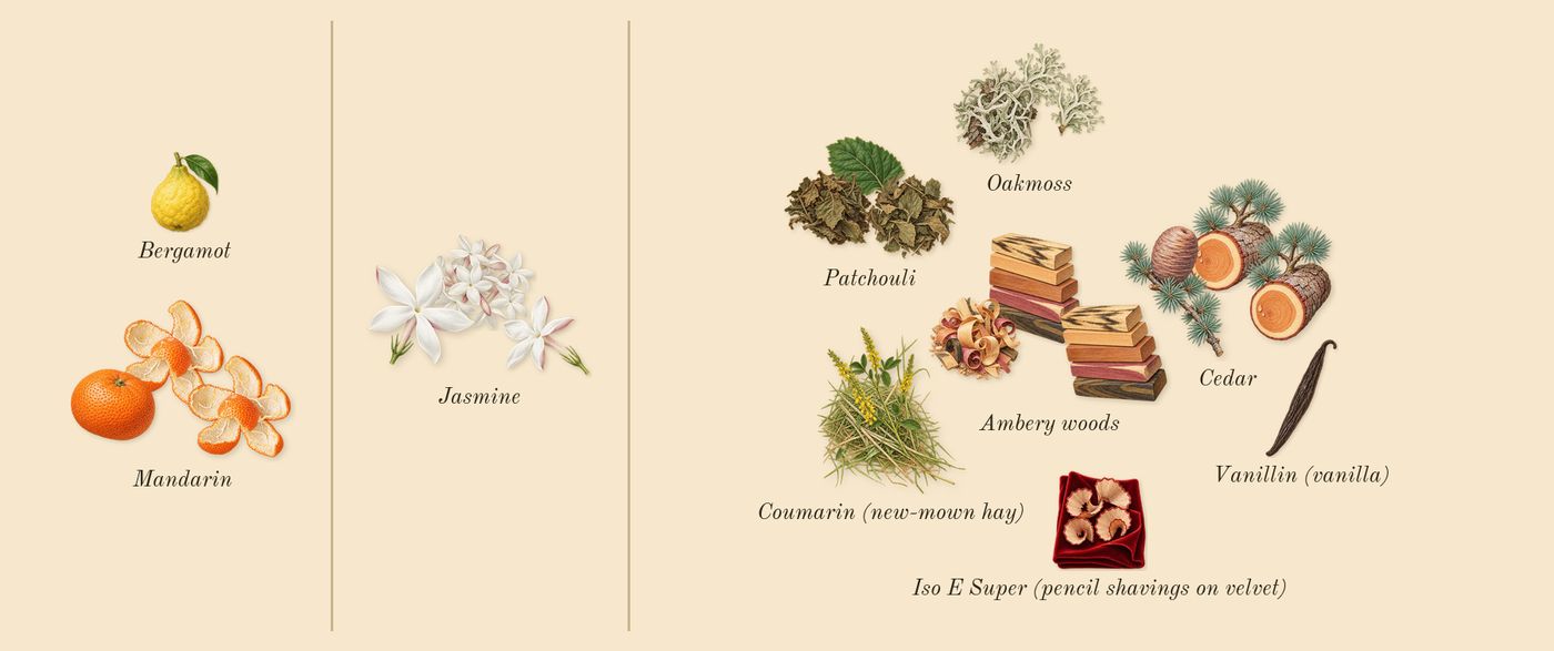 Miss Dior’s scent picture, a draft: ambery woods, mandarin, jasmine, patchouli, cedar, oakmoss drawn so far; dashed outlines where nothing is drawn yet