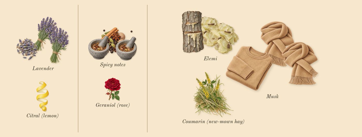 Sauvage Eau Forte’s scent picture, a draft: spicy notes, lavender, musk, elemi, coumarin (new-mown hay), citral (lemon) drawn so far; dashed outlines where nothing is drawn yet